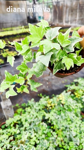 Бръшлян Бяло чудо, Hedera helix White Wonder, студоустойчив, снимка 7 - Градински цветя и растения - 52565980