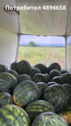 Дини сорт Романза