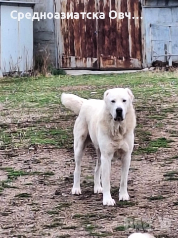 Сао-Алабай, снимка 3 - Алабай - 54066326