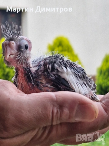 Малки белолики корелки 