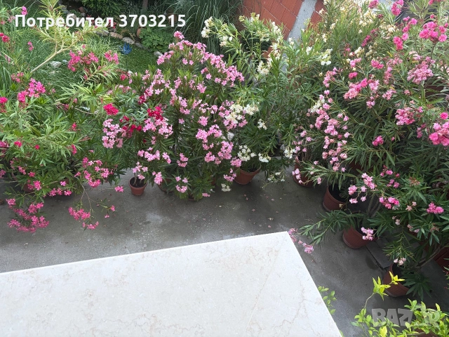 Зокуми 🌸🌸🌸🌸🌸🌸🌸🌸🌸🌸🌸🌸🌸🌸🌸🌸🌸🌸🌸🌸🌸🌸🌸🌸🌸🌸🌸🌸🌸🌸🌸🌸🌸🌸🌸🌸, снимка 2 - Градински цветя и растения - 45654529