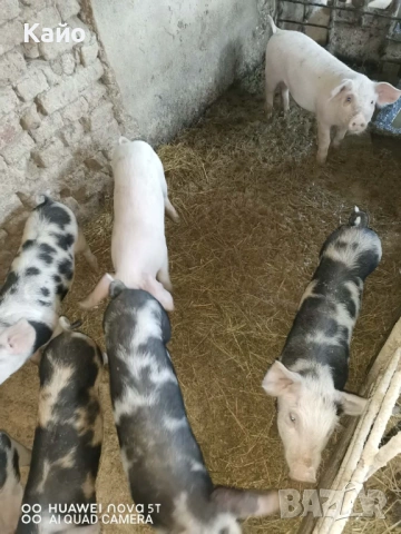 Продавам прасенца