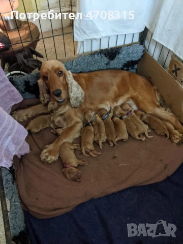 Кокер шпаньол момченце ваксина, снимка 7 - Кокер шпаньол - 54063405