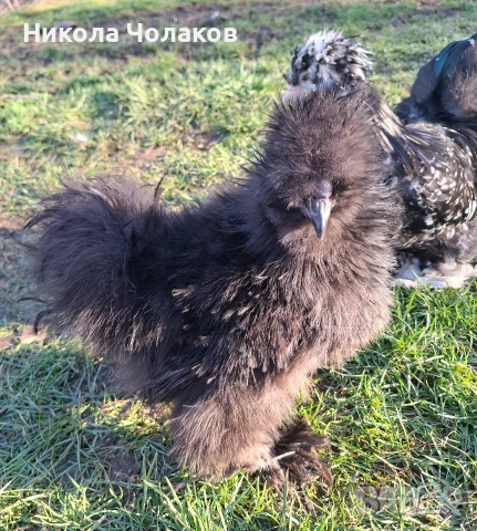 Американски копринки петли 