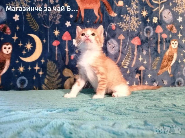 Коте за осиновяване
