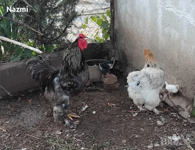 продавам кокошка и петел 