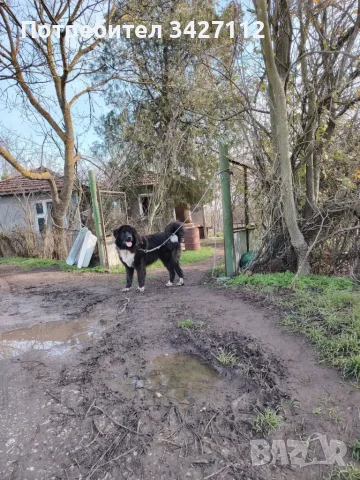 Млад мъжки на 16 месеца