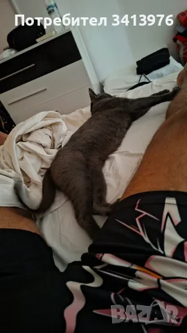 Подарява женска котка, снимка 10 - Руска синя котка - 55695919