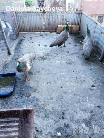 Пауни, снимка 4 - други­ - 54744449