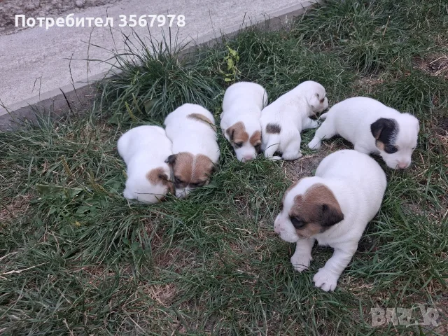 Продавам Джак Ръсел Териерр, снимка 6 - Джак ръсел териер - 55302082