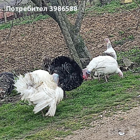 Пуйки, снимка 5 - Кокошки и пуйки - 54385894