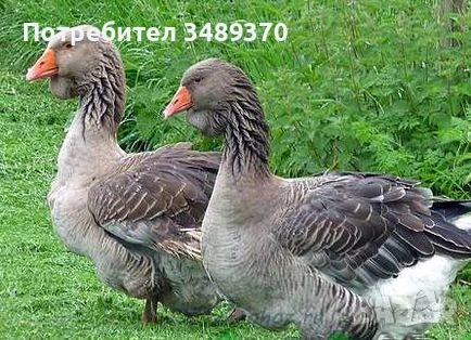 Заменяме изброените нови продукти , за изброените птици и др.