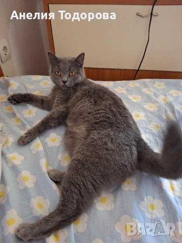 Синя британска късокосместа котка 