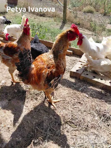 Продаваме домашни петли