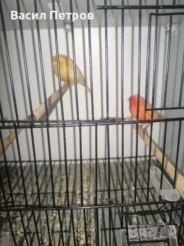 Свободни мъжко и женско гр. ПЕРНИК 