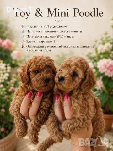 Той пудел & Мини пудел, Fci, Genetic, PL
