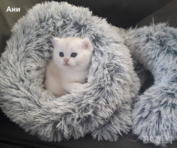 Много Красиво Котенце .Момченце като Меченце