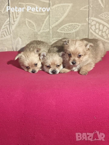 Шпиц , снимка 3 - Шпиц - 53994562