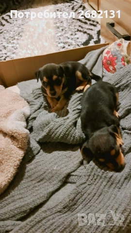 Здравейте продавам тези малки Пинчери , снимка 2 - Пинчер - 53961392