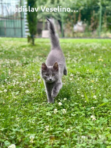 Mein Coon Мейн Кун