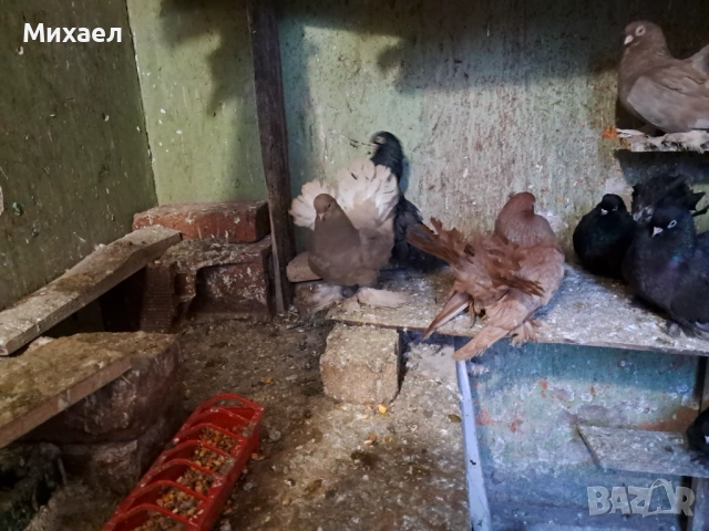 Гълъби, снимка 8 - Гълъби - 54091665