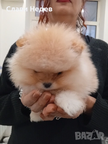 померан = померанче мъжко 