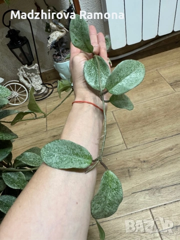 Hoya Хоя Carnosa nova ghost 