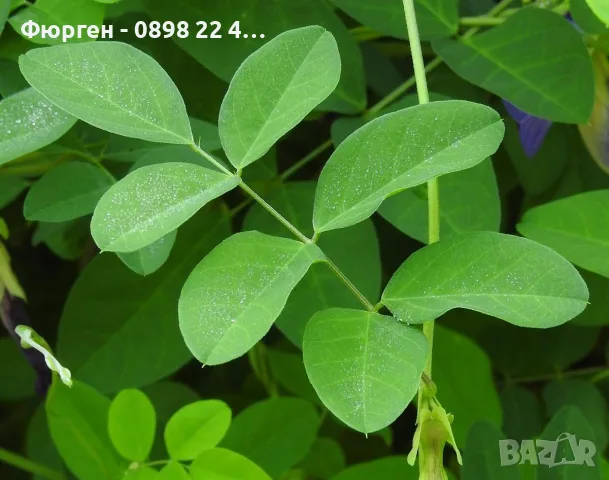 🌿 Трилистна клитория (Clitoria ternatea) – екзотична цъфтяща лиана, снимка 6 - Разсади - 55620343