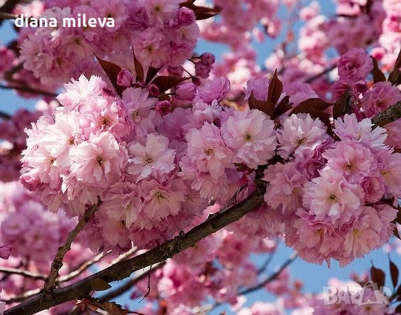 Японска Вишна Канзан, Сакура, Prunus Serrulata Kanzan, снимка 4 - Градински цветя и растения - 55161099