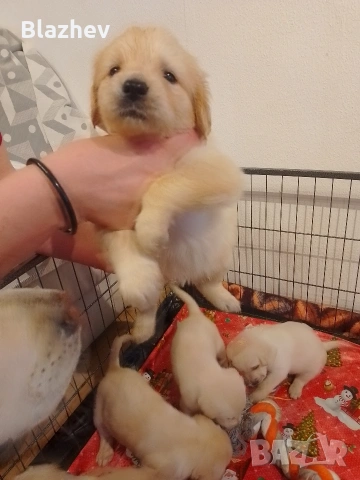 Лабрадор ретривър , снимка 6 - Лабрадор ретривър - 54367430