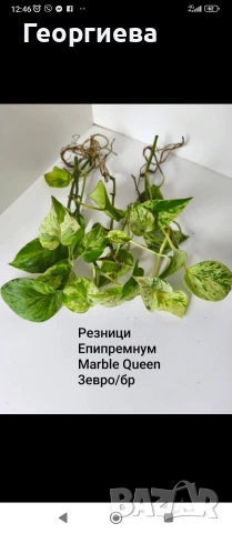 декоративно листни растения , снимка 5 - Стайни растения - 54615459