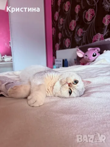 Мъжко коте британско късокосместо, снимка 3 - Британска късокосместа - 55687967