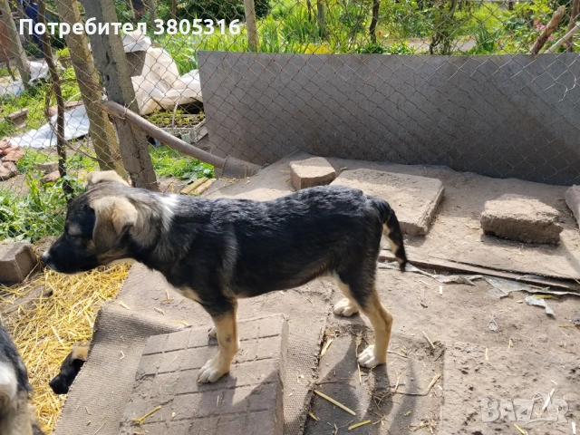 подарявам кученца, снимка 11 - Други - 54445778