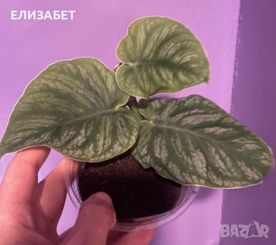 Monstera dubia