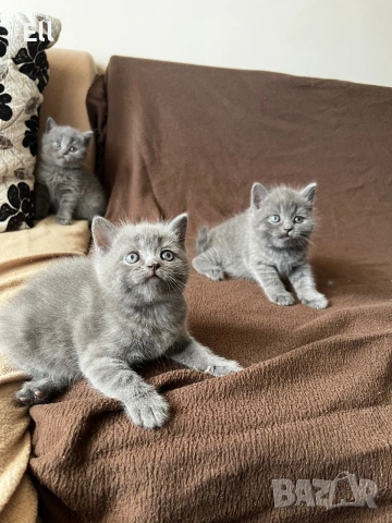 Британски котета