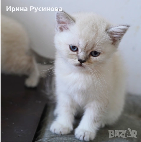Британска късокосместа, снимка 3 - Британска късокосместа - 54689485