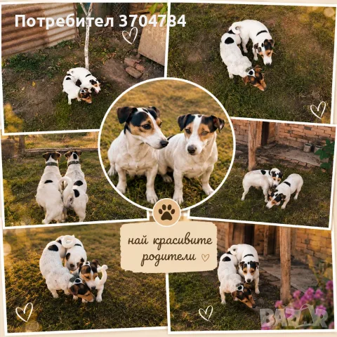 Продавам джак Ръсел териер 