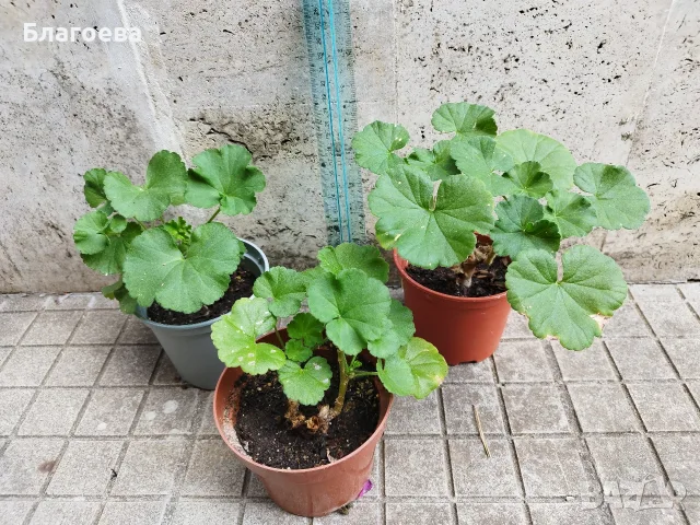 Мушкато различни цветове от 1 € , 1.50 € , 2 € , снимка 11 - Стайни растения - 54865354