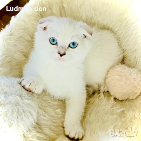 🐾 Продавам чистокръвни британски шиншила котенца 🐾  