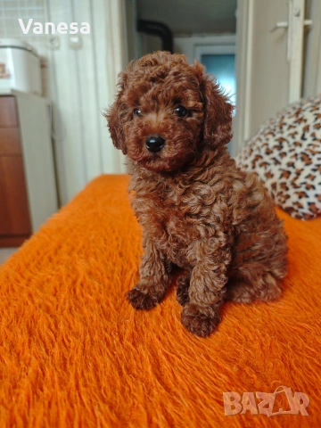 Пуделчета 💙💙🥰🥰🐩, снимка 2 - Пудели - 55269136