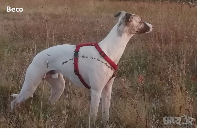 Любезни дребни транспортни услуги 