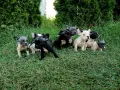 Кученца Френски булдог , снимка 2
