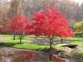 Ацер „Бени-Майко“ (Acer palmatum 'Beni-maiko') – Японски японски клен, снимка 7