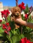 Пудел Той / Poodle toy/, снимка 2