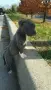 Бебе Pitbull Terrier , снимка 3
