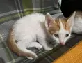 Котенца за осиновяване, снимка 3