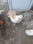 Красиви млади петлета, снимка 7