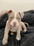 Бебе Pitbull Terrier , снимка 1
