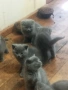 Продавам британски котенца на 40 дни, снимка 3