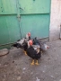 Катунски петлета, снимка 5